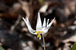 White troutlily <BR>White fawnlily